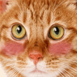 Yaoi Cats